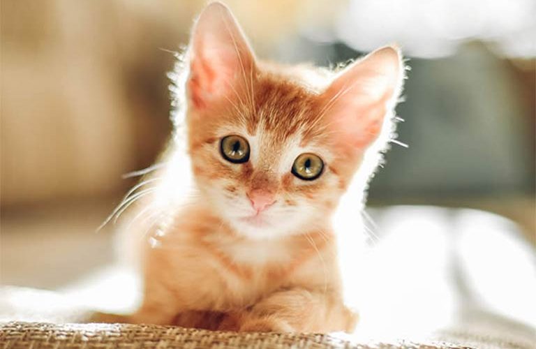 pet_02